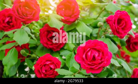 Bush d'une belle rose rouge en fleurs dans le jardin. Belle fleur parfumée. Mise au point sélective Banque D'Images
