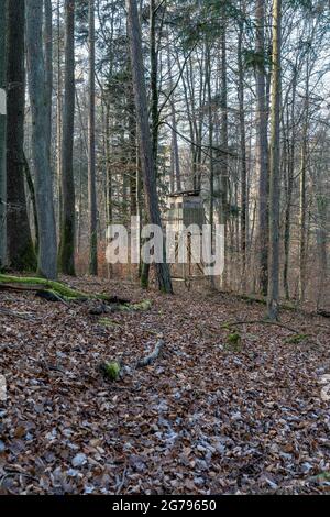 Europe, Allemagne, Bade-Wurtemberg, Weinstadt, siège haut dans une forêt dans le Strümpfelbachtal Banque D'Images