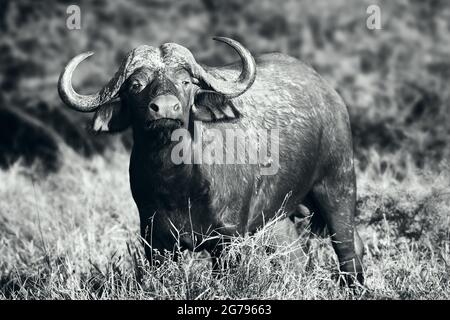 Cape Buffalo fortement focalisé et alerté montrant la posture distincte du bison lorsqu'il est alerté. Stock Banque D'Images