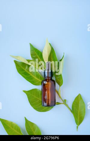 Flat Lay, vue de dessus de l'huile essentielle d'agrumes ou du sérum de visage dans une bouteille de verre ambré avec des feuilles de branches de fruits sur fond bleu.cosmétique naturelle Banque D'Images