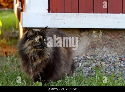 Joli tortoiseshell de la forêt norvégienne chat debout à l'extérieur à côté d'une maison rouge et blanc peint Banque D'Images