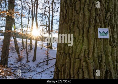 Europe, Allemagne, Bade-Wurtemberg, région de Schönbuch, Waldenbuch, Herzog-Jäger-Path, marquage de chemin sur un arbre Banque D'Images