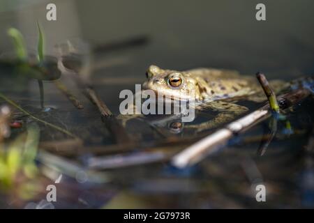 Europe, Allemagne, Bade-Wurtemberg, région de Schönbuch, crapaud commun dans l'étang pendant la saison de frai Banque D'Images