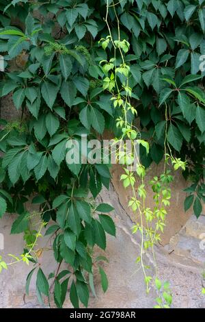 Virginia Creeper / (Parthenocissus quinquefolia),Sofia,Bulgarie, Banque D'Images