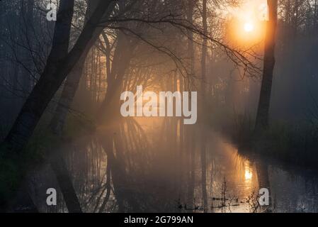 Impressions d'une randonnée printanière au lever du soleil et brouillard en Hollande du Sud dans la région d'Alblasserwaard Vijfheerenlanden près de Kinderdijk: Atmosphère mystique avec des arbres et un pont sur un canal Banque D'Images