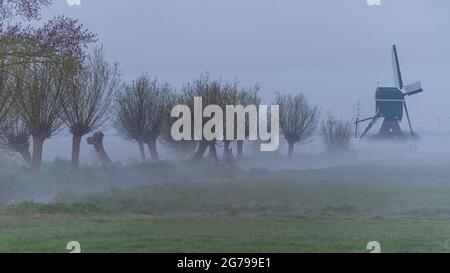 Impressions d'une randonnée printanière au lever du soleil et au brouillard dans le sud de la Hollande dans la région d'Alblasserwaard Vijfheerenlanden près de Kinderdijk: moulin et saules pollardés dans le brouillard. Banque D'Images