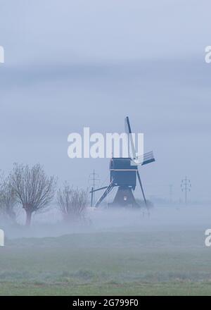 Impressions d'une randonnée printanière au lever du soleil et au brouillard dans le sud de la Hollande dans la région d'Alblasserwaard Vijfheerenlanden près de Kinderdijk: moulin et saules pollardés dans le brouillard. Banque D'Images