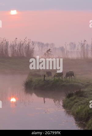 Impressions d'une randonnée printanière au lever du soleil et au brouillard dans le sud de la Hollande dans la région d'Alblasserwaard Vijfheerenlanden près de Kinderdijk: Polders, moutons et cyclistes. Typiquement néerlandais. Banque D'Images