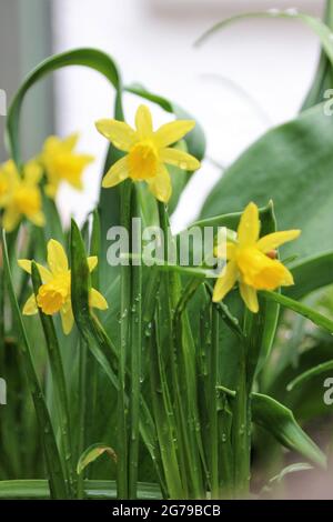 Jonquilles jaune dans le chalet Banque D'Images