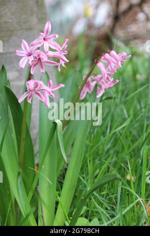 Printemps, jacinthes pourpre Banque D'Images