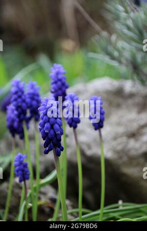 Jacinthes de raisin à feuilles larges (Muscari latifolium) Banque D'Images