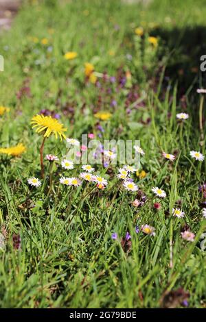 Prairie printanière colorée, prairie florale avec pâquerettes (Bellis perennis) et pissenlits communs (Taraxacum sect. Ruderalia Banque D'Images