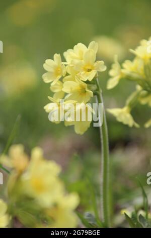 Grand cowslip (Primula veris), grand fleuron, Allemagne, Bavière, haute-Bavière, Mittenwald, Banque D'Images