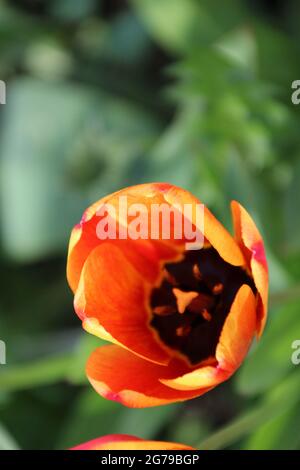 Coupe de tulipe orange prise d'en haut, tulipe, Banque D'Images