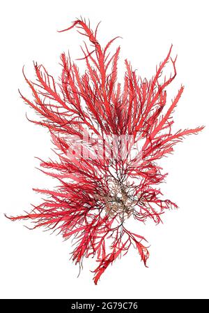 Calliblepharis ciliata (Hudson) Kützing, Alga Rouge (Florideophyceae) Banque D'Images