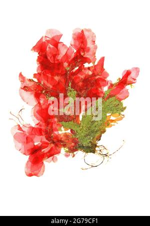 Apoglossum ruscifolium (Turner) J. Agardh, Alga Rouge (Florideophyceae) Banque D'Images