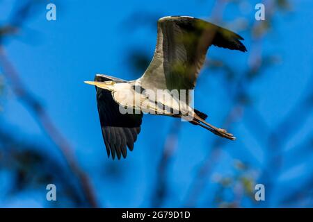 Vienne, volant de héron gris (Ardea cinerea), parc Wasserpark en 21. Floridsdorf, Wien, Autriche Banque D'Images