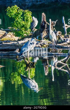 Vienne, hérons gris (Ardea cinerea) à l'étang, parc Wasserpark en 21. Floridsdorf, Wien, Autriche Banque D'Images