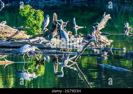 Vienne, hérons gris (Ardea cinerea) à l'étang, parc Wasserpark en 21. Floridsdorf, Wien, Autriche Banque D'Images