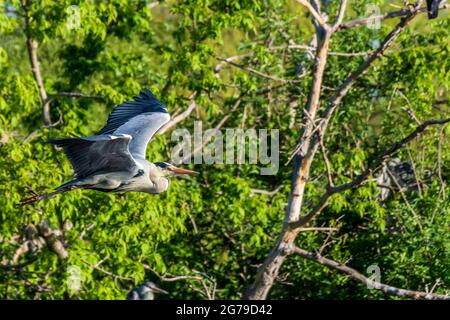 Vienne, volant de héron gris (Ardea cinerea), parc Wasserpark en 21. Floridsdorf, Wien, Autriche Banque D'Images