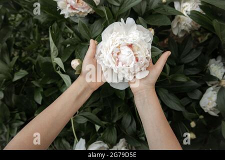 Les mains des enfants tiennent une fleur de pivoine qui pousse sur une brousse. Banque D'Images