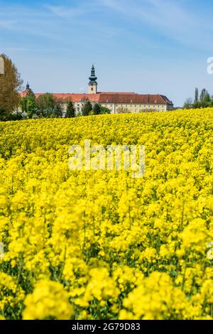 Seitenstetten, Abbaye de Stift Seitenstetten, champ de colza dans la région de Mostviertel, Niederösterreich / Basse-Autriche, Autriche Banque D'Images