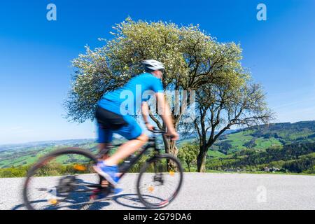 Weistrach, cycliste sur route, fermes, prairie, poiriers en fleurs dans la région de Mostviertel, Niederösterreich / Basse-Autriche, Autriche Banque D'Images