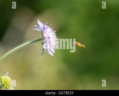 Une mouche à l'approche d'une fleur de champ Scabhious Knautia arvensis - Dorset UK Banque D'Images