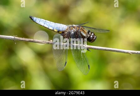 Chaser Libellula depressa à corps large sur une perche préférée au-dessus d'un étang Somerset Royaume-Uni Banque D'Images