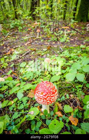 Gros plan d'un champignon amanita en forêt en Russie Banque D'Images