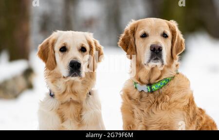 Deux chiens Golden Retriever en plein air Banque D'Images