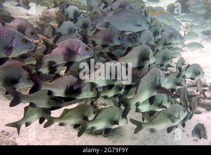 Hol Chan Marine Reserve, Belize C.A. Banque D'Images