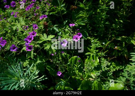 Géranium de Hardy (géranium bohemicum) ou Cranesbill poussant dans un jardin anglais pendant les mois d'été. Angleterre, Royaume-Uni, GB. Banque D'Images