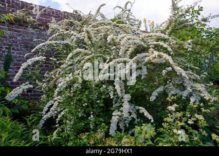 Spiraea ou le brousse de Meadowsweet de Thunberg fleurit dans un jardin clos à l'anglaise pendant les mois d'été. Banque D'Images