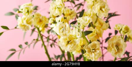 Bouquet de matthiola jaune avec branches de feuilles vertes sur fond rose. Banque D'Images