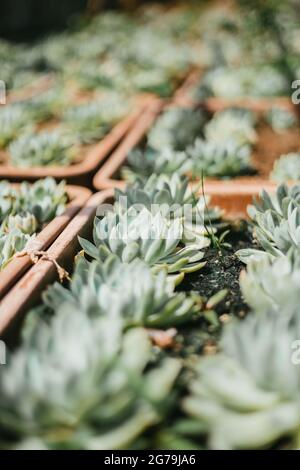 Quelques succulents dans Greenhouse en Autriche werstern Banque D'Images