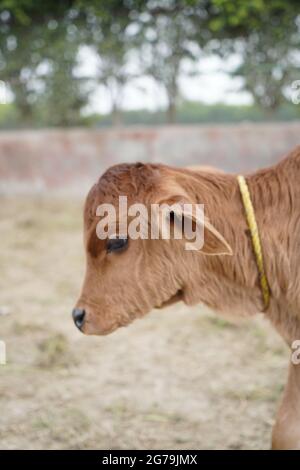 GIR ou Gyr est l'une des principales races de Zebu originaire de l'Inde, vidéo 4K. La vache GIR est la meilleure race de vache de race indienne. Banque D'Images