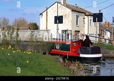 Les jonquilles printanières fleurissent le long du pont tournant de New Lane sur le canal de Leeds et de Liverpool lorsqu'un bateau étroit passe à travers. Banque D'Images