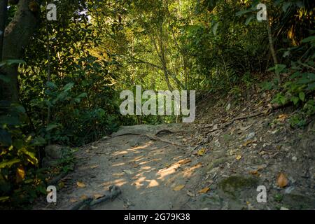 Sur le chemin du sommet de Pedra do Telegrafo, Barra de Guaratiba, Rio de Janeiro / Brésil Banque D'Images