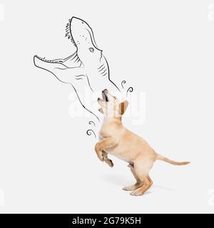 Œuvres d'art contemporaines. Un mignon petit chien, Labrador chiot sautant isolé sur fond blanc studio. Banque D'Images