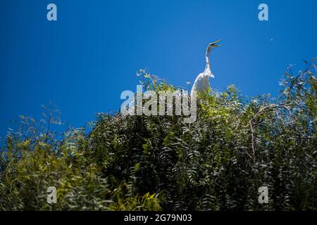 Petit héron blanc (Egretta thula) dans un arbre près de la plage de Flamengo à Rio de Janeiro, Brésil Banque D'Images