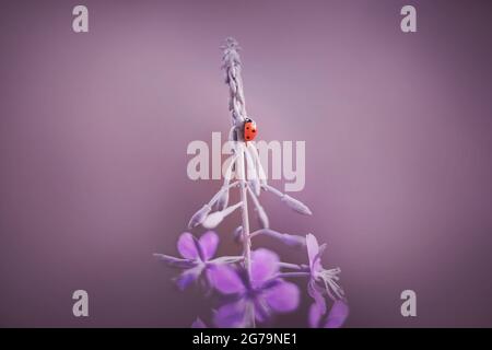 Une petite coccinelle rouge est assise sur une fleur de pompier en fleur pourpre. Nature estivale et insectes. Banque D'Images