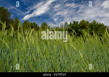 Champ de blé dur dans la ferme Soler de n'Hug au printemps (Lluçanès, Osona, Barcelone, Catalogne, Espagne) ESP: Campo de trigo duro en Cataluña Banque D'Images