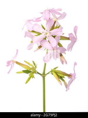 Soapwort ( Saponaria officinalis) isolé sur fond blanc Banque D'Images