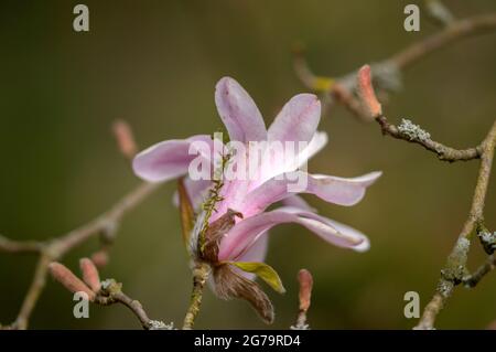 Gros plan Magnolia Stellata rosea Tree Flower à Amsterdam, pays-Bas 12-4-2021 Banque D'Images