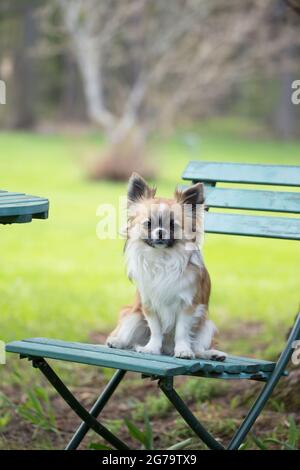 Chihuahua, aux cheveux longs, assis sur une chaise de jardin, au printemps Banque D'Images