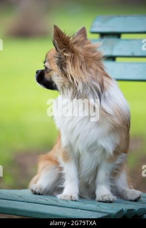 chihuahua aux cheveux longs assis sur une chaise de jardin, scène printanière Banque D'Images