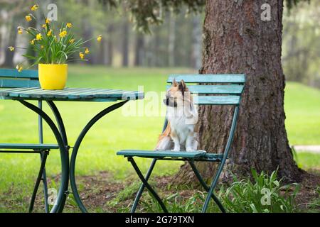 chihuahua aux cheveux longs assis sur une chaise de jardin, scène de printemps Banque D'Images