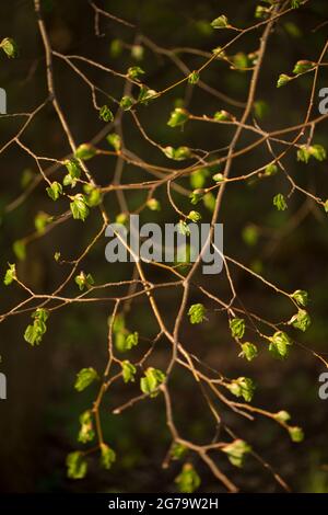 Branches d'arbre de Linden avec de jeunes feuilles vertes, fond sombre naturel flou Banque D'Images