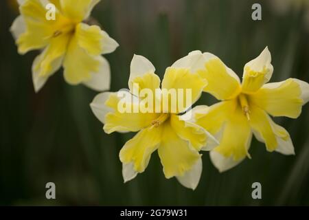 Jonquilles en fleur, trois fleurs, fond naturel foncé Banque D'Images